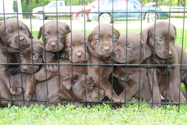 AKC Chololate Lab Puppies for Sale (5 weeks old)