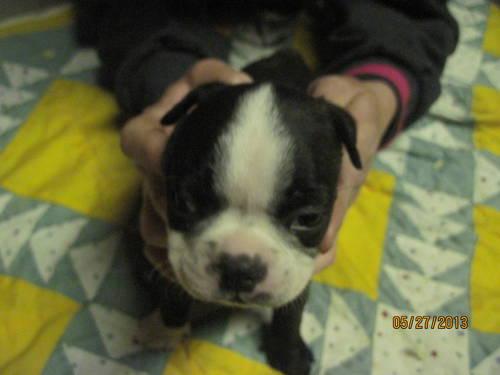 AKC/CKC BOSTON TERRIER PUPPIES..... ONLY 2 MALES LEFT!