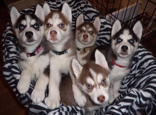 AKC & CKC Siberian Husky Puppies
