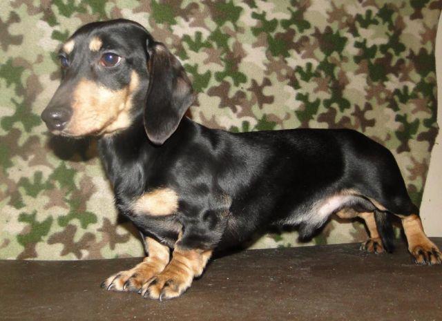 akc dachshund male for sale 1 yr old