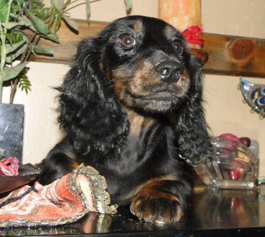 akc dachshund males top bloodlines ALL REDUCED BY HUNDREDS ON 3/29/15
