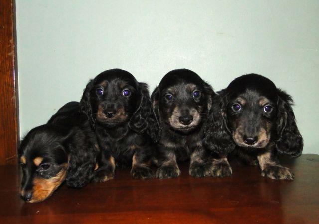 akc dachshund males top bloodlines in country