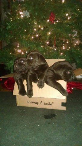 AKC Dark Chocolate Labrador Puppies Christmas!
