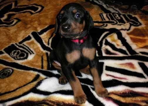 AKC Doberman puppy, only to good home