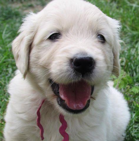 AKC English Cream Golden Retriever Puppy **one female available**