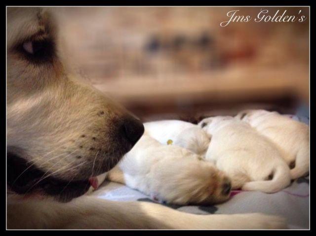 AKC English Golden Retriever Puppies (creams & whites)