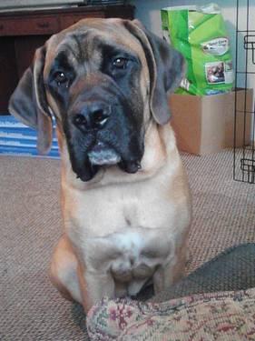 Akc English mastiff puppy for good home will sell or trade