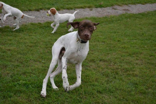 AKC English Pointer looking for a nice home - 2 y/o male