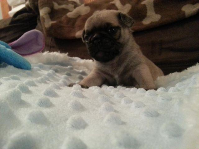 AKC FAWN MALE AND FEMALE PUG PUPPIES