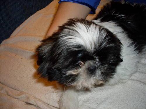AKC female Shih Tzu puppy born 9-3-12