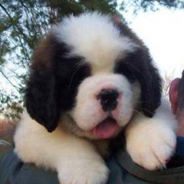 AKC FEMALE ST BERNARD/GREAT W/ EVERYON AND EVERY THING!