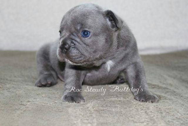 AKC French Bulldog Puppies (Blue's & Blue carrier's)