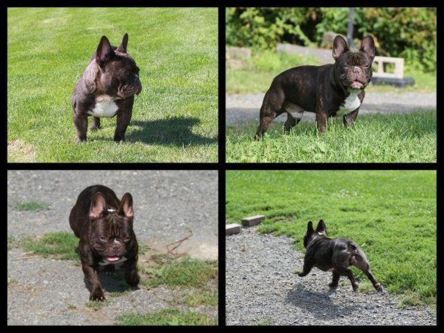 AKC French Bulldog Puppies (chocolate carrier's)