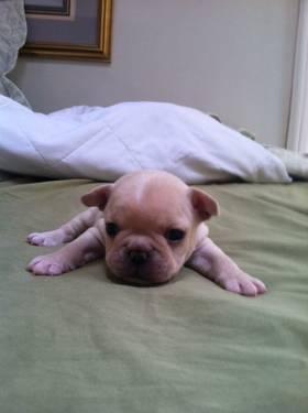 AKC French Bulldog puppies Ready for Christmas