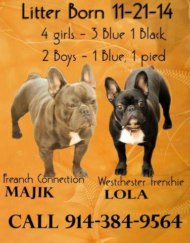 AKC French Bulldogs Born 11-21-14 Located in Westchester NY