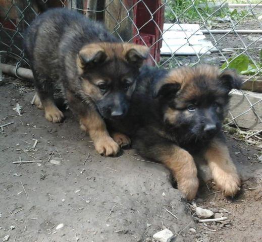 AKC German Shepherd pup