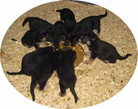 AKC German Shepherd puppies, 9 boys & girls