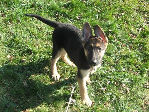 AKC German Shepherd Puppy
