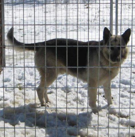 AKC German Shepherd pups,10 weeks, last girl