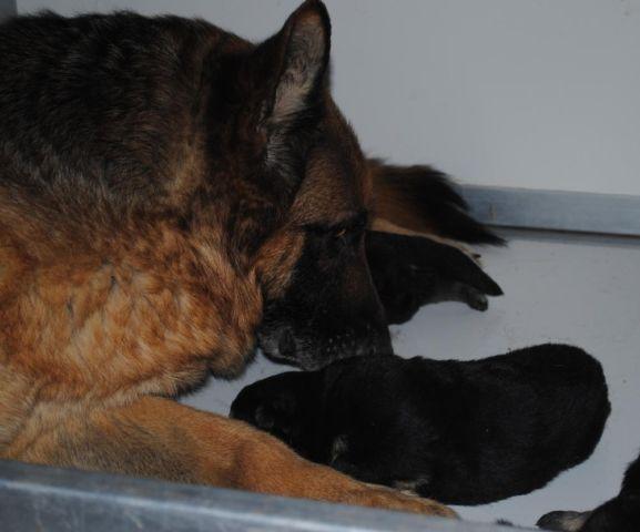 AKC German Shepherd pups (M)