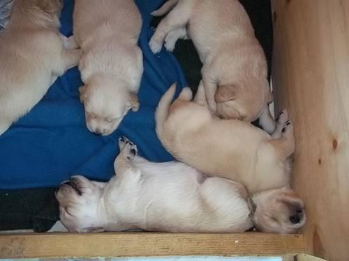 AKC Golden Retriever puppies family raised!