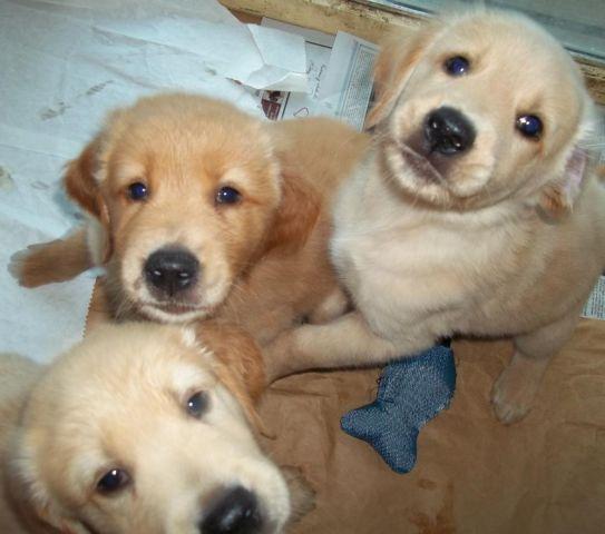 AKC Golden Retriever puppies, family raised!