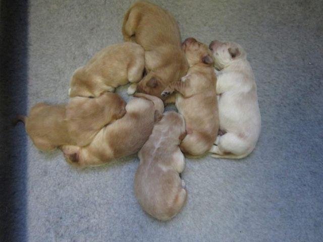 AKC Golden Retriever Puppies males and females