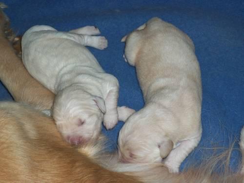 AKC Golden Retriever Puppys Just born!