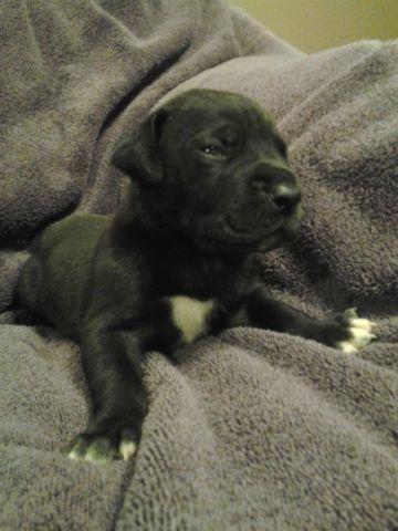 AKC Great Dane Puppies-Black with white