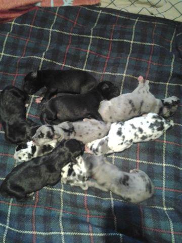 AKC Great Dane puppies ready October 31