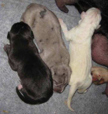 AKC Great Dane Pups, just born