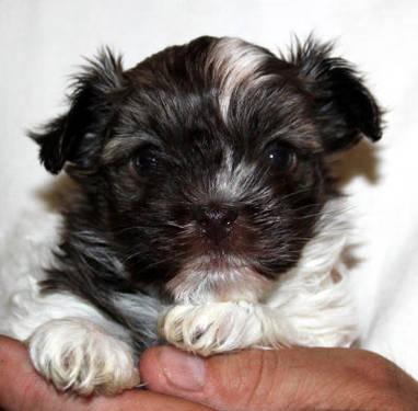 AKC Havanese Tri Chocolate Parti Male Available for Adoption