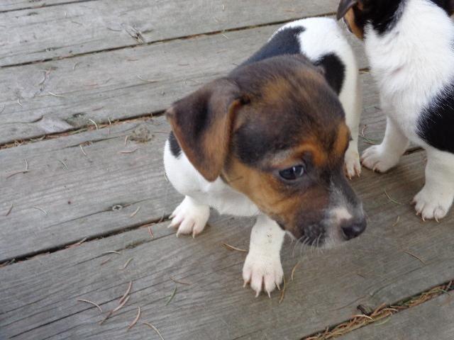 AKC Jack Russell Terrier Puppies