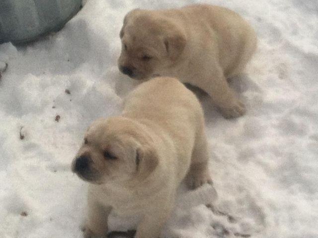 AKC Labrador pups, OFA certified.
