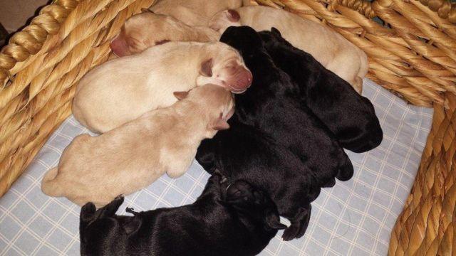AKC Labrador Retriever puppies.