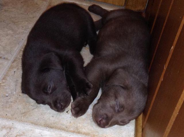 AKC Labrador Retrievers--9 chocolate puppies-4 left