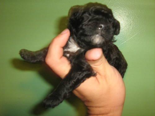 AKC lg toy or small Miniature puppies