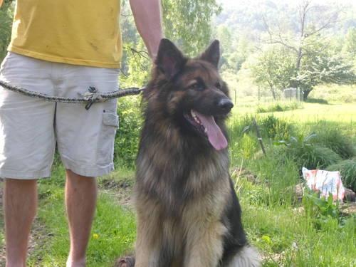 AKC Long Coat German Shepherd Pups-Ready 7/29