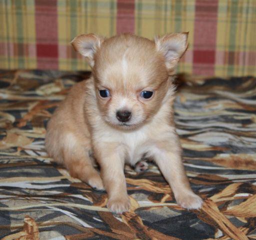 AKC Long Coat Male Chihuahua Puppies