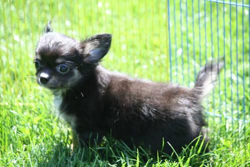 AKC Long Coat Male Chihuahua Puppy 1