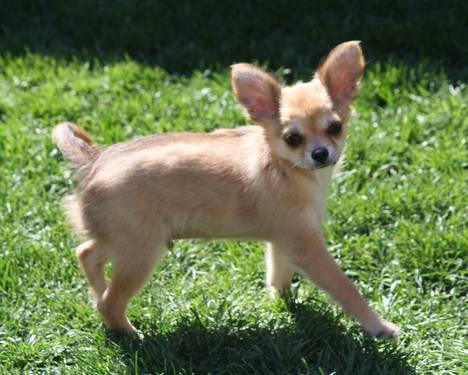AKC Long Coat Male Chihuahua Puppy