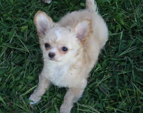 AKC Long Coat Male Chihuahua Puppy