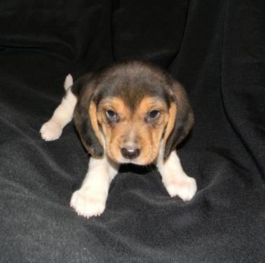 AKC Male Beagle Puppy (Last one Left)
