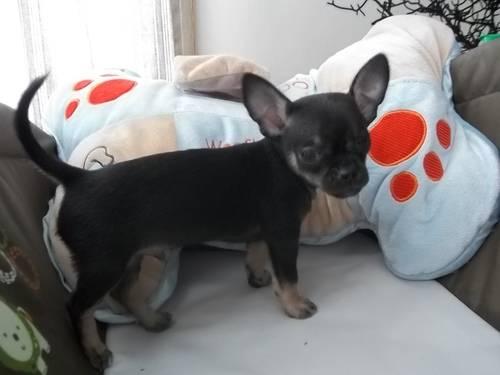 AKC Male Chihuahua Puppy