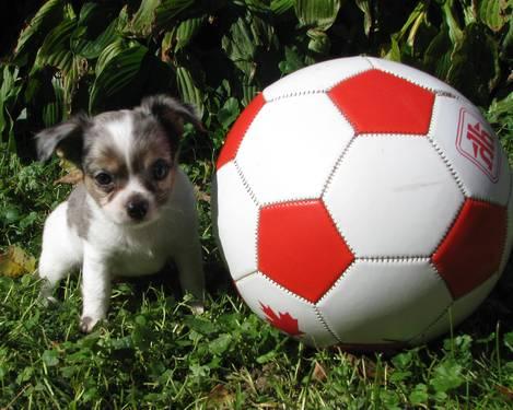 AKC Male Chihuahua Puppy *Zeus*