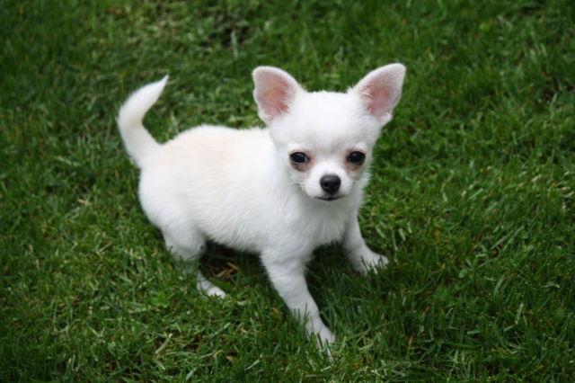 AKC Male Smooth Coat Chihuahua