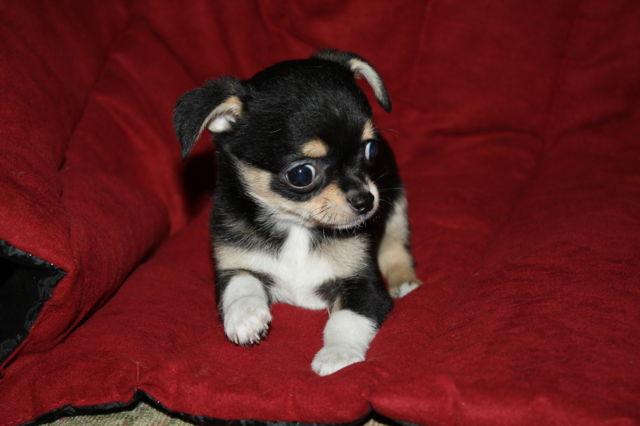 AKC Male Smooth Coat Chihuahua