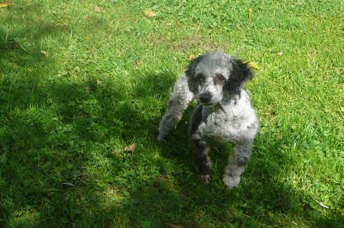 akc mini black poodle carries silver, red and parti
