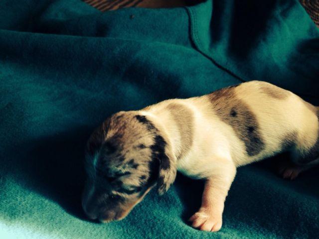 Akc Mini Dachshund Puppies, 2 available for deposit