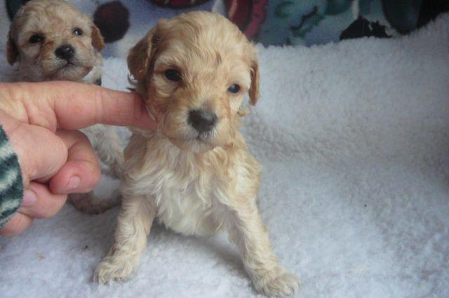 AKC Mini Poodle Puppies